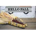 Decorative Indian Corn - Large