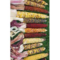 Decorative Indian Corn - Large