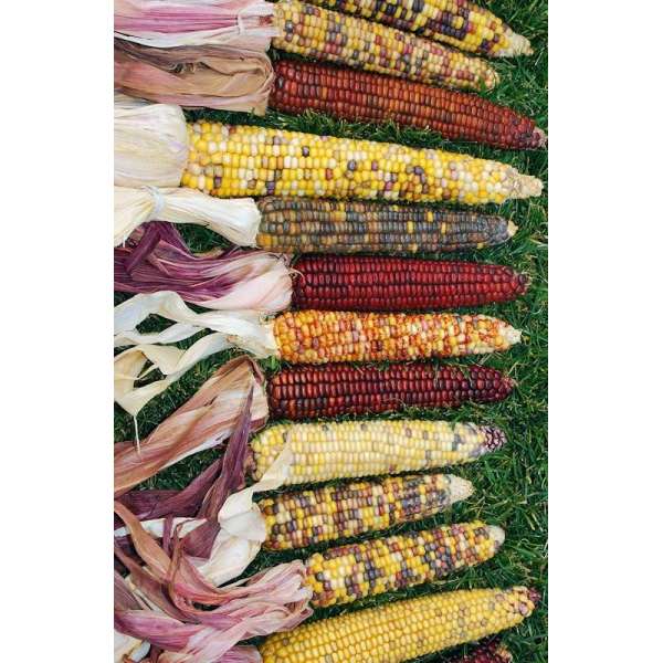 Decorative Indian Corn - Large