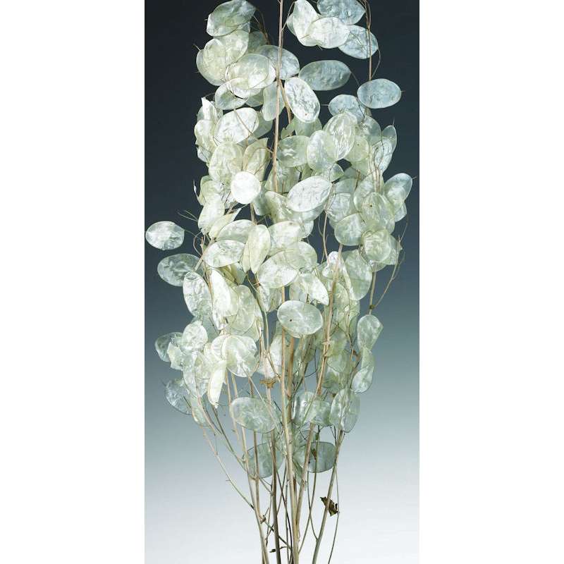 10 Large Dried Lunaria  silver dollar money plant flower stems 22 to 28 inches 