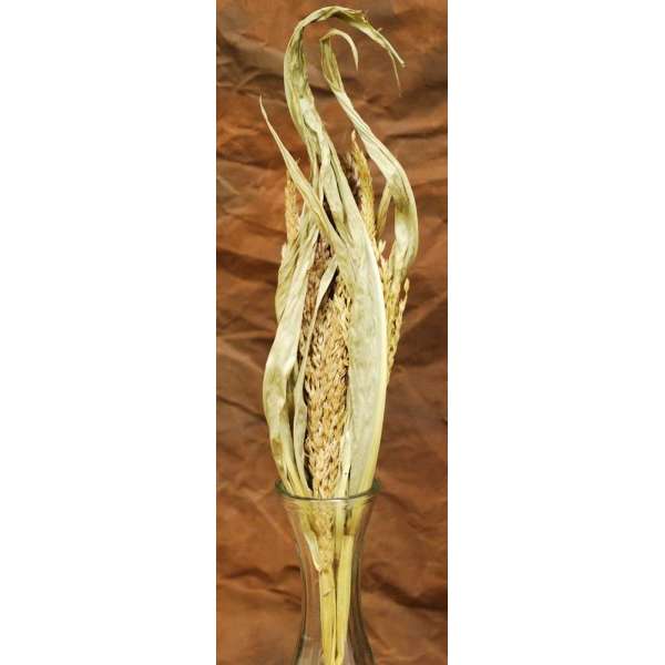 Dried Corn Maize Flowered