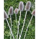 Dried Thistle