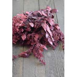 Preserved Seeded Eucalyptus Branches - Colors