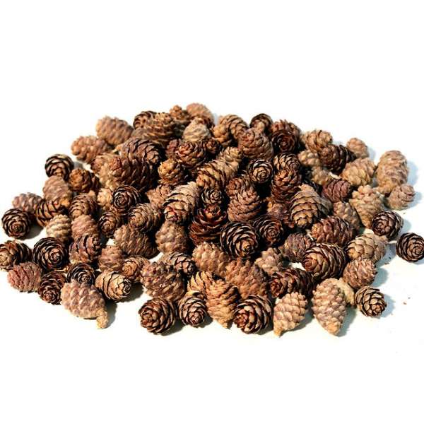 Black Spruce Cones - Small Cones