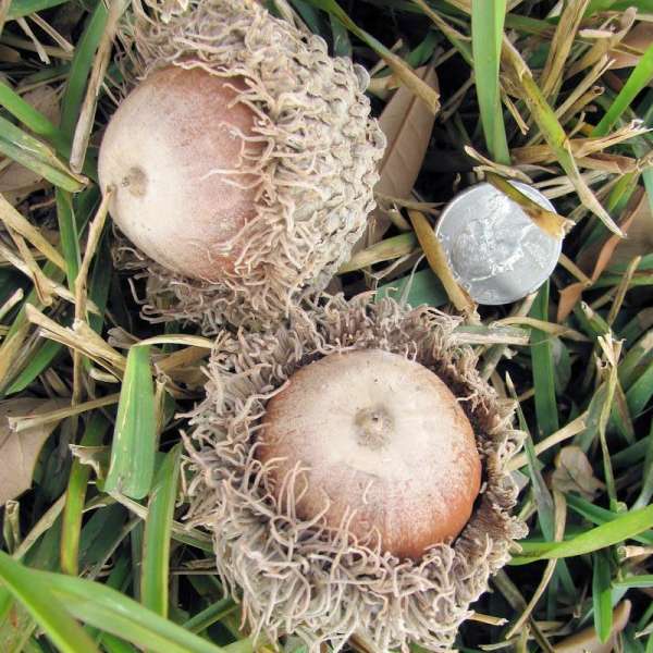 Bur Oak Acorns (Burr Oak Acorn)