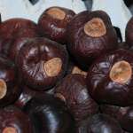 Horse Chestnuts - Large/Small Size Hourse Chest Nuts