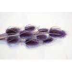 Dried thistle on Stems - Colors