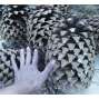 Pine cones