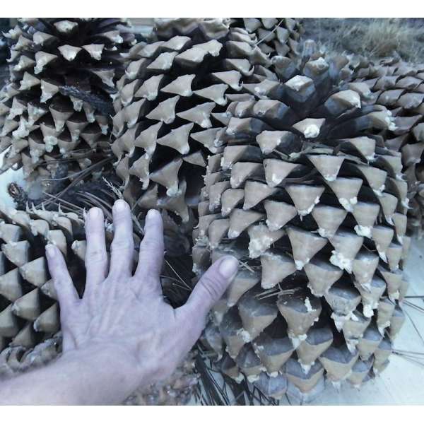 Gigantic Coulter Pine Cones