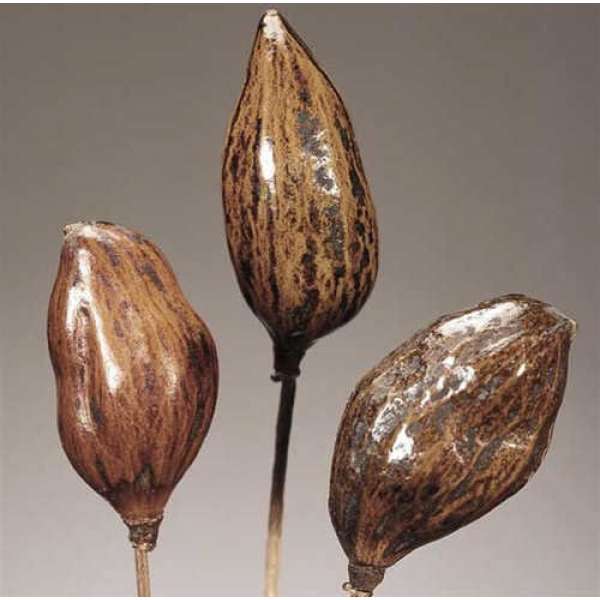 Dried Baobab Pods Stemmed