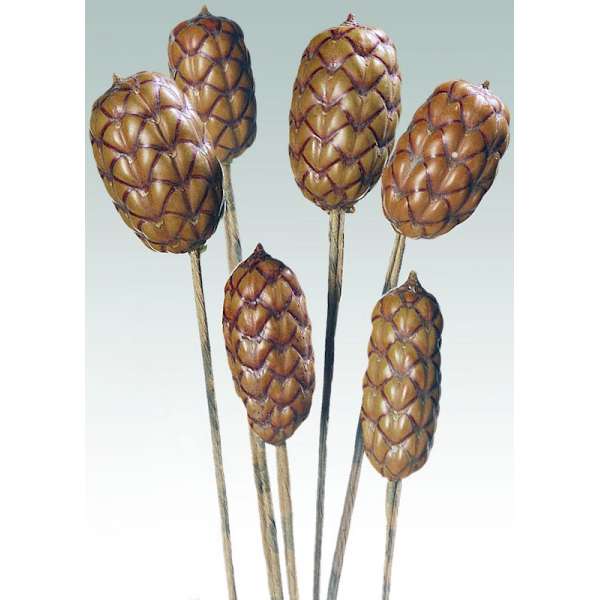 Dried Brazilia Pods on Stem