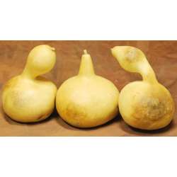 Dried Gourds - Extra Large Size