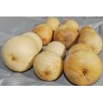 Dried Gourds - Large Size