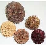 Finished Regal Assorted Pine cones