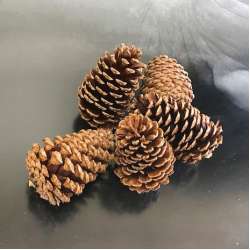 Dried Pinecones Medium Size 3-4 inch