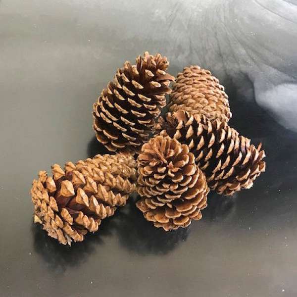 Dried Pinecones Medium Size 3-4 inch