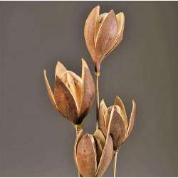 Dried Wild Lily Pods