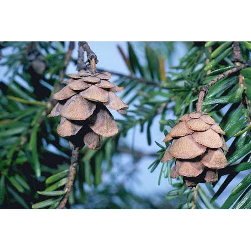 Pine Cones Hemlock 3qrts 1000 Cones