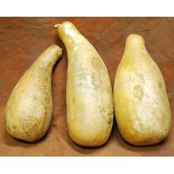 Dried Gourds - Jumbo Size