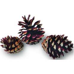 Jack Pine Cones - Natural