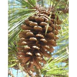 Large Pine Cone Box - 30 Natural Cones