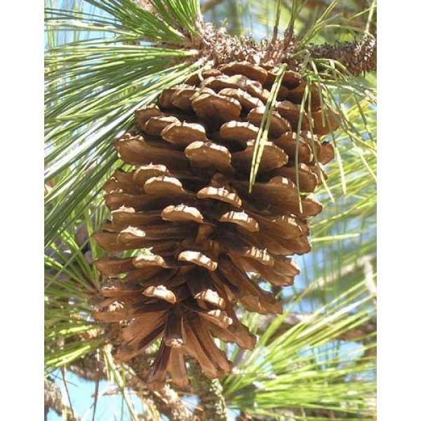 Large Pine Cone Box - 30 Natural Cones