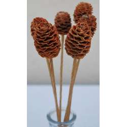 Alder Cones - Sabulosum Cone Stemmed