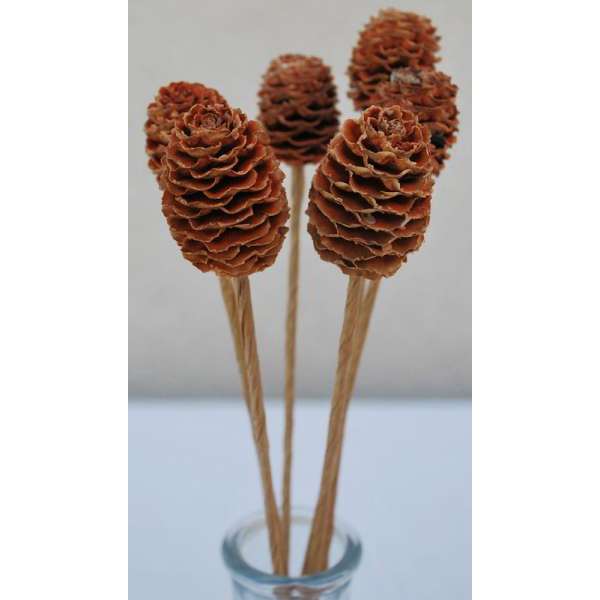 Alder Cones - Sabulosum Cone Stemmed