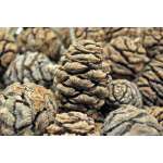 Sequoia Cones - Sequoia Pine Cones