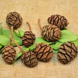 Sequoia Cones - Sequoia Pine Cones