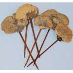 Sponge Mushroom Stemmed or Unstemmed