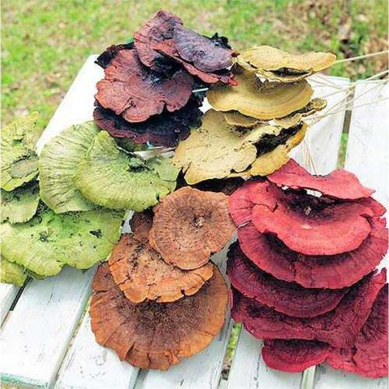 Sponge Mushroom Stemmed Dried Sponge Mushrooms Unstemmed