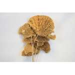 Dried Sponge Mushroom - Stemmed