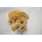 Dried Sponge Mushroom - Stemmed