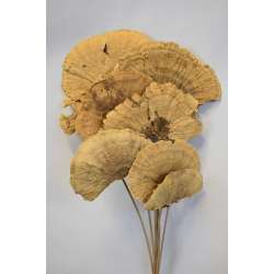 Dried Sponge Mushroom - Stemmed