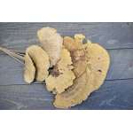 Dried Sponge Mushroom - Stemmed