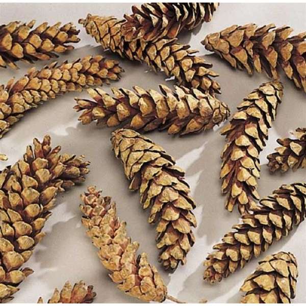 Strobus Natural Pine Cones - White Pine Cones
