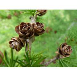 Tamarack Cones - Natural