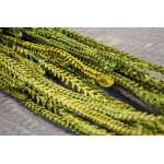 Dried African Bud Green (limited stock)