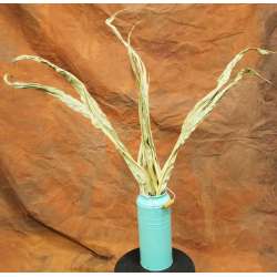 Dried Corn Maize Foliage Leaves