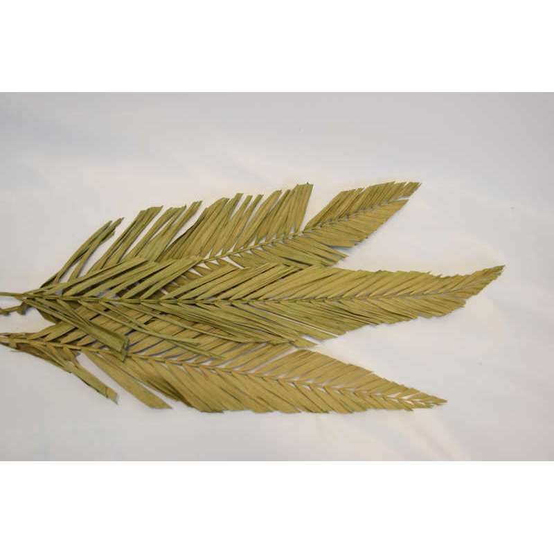 Cut Palm Frond Leaves Natural