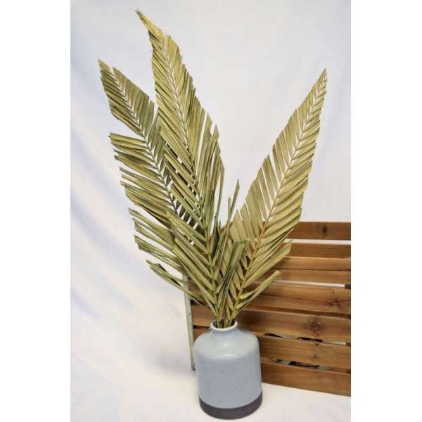 Cut Palm Frond Leaves - Natural