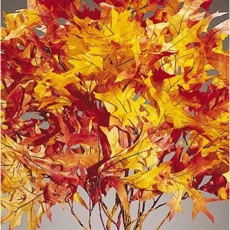 Preserved Autumn Oak Leaves, 1LB Decorative, Pressed, Dried Leaves