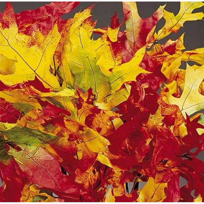 Preserved Harvest Oak Leaves, 1LB Decorative, Pressed, Dried Leaves