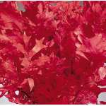 Preserved Red Oak Leaves (1 LB dried leaves)