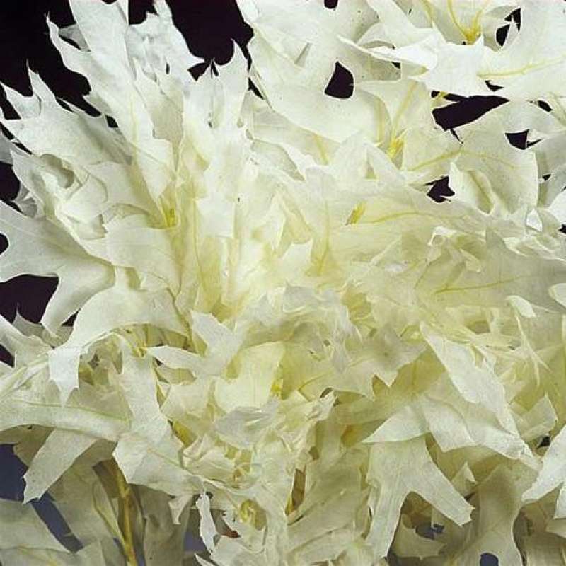 Preserved White Oak Leaves, 1LB Decorative, Pressed, Dried Leaves