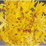 Preserved Yellow Leaves (1 LB dried leaves)