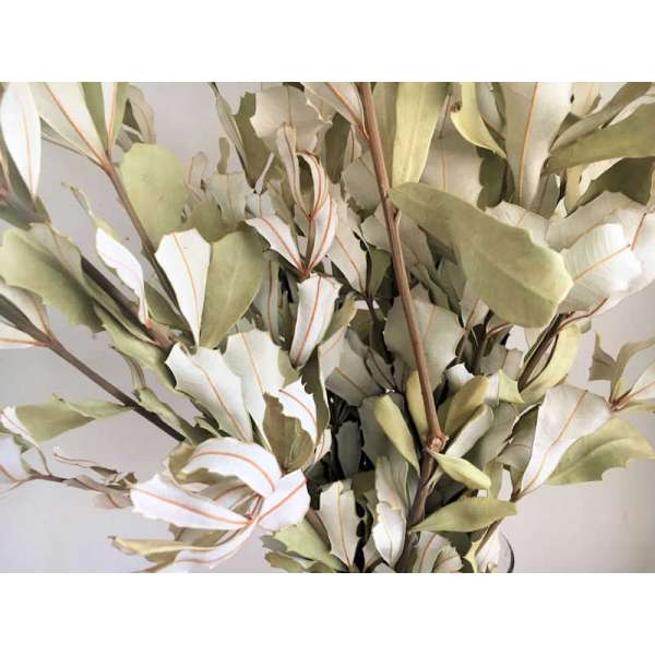 Natural Dried Integrifolia Bunch