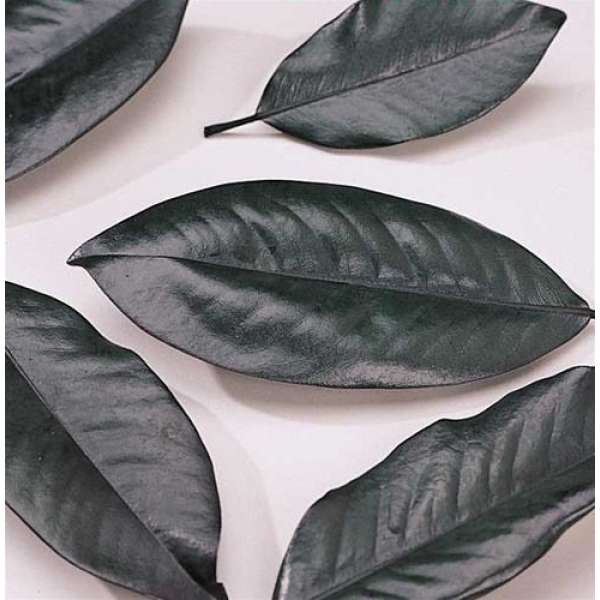 Magnolia Leaves - Bulk Box