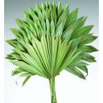 Dried Sun Palm Leaf Fans